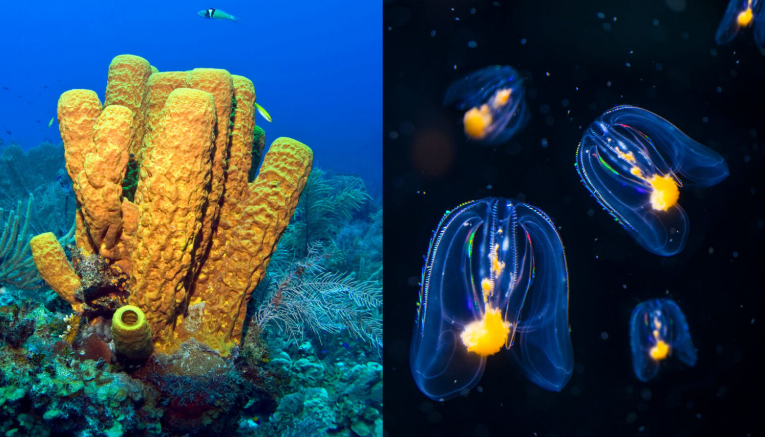 Sponges on the left; comb jellies, or ctenophores, on the right. Which organism is at the root of the animal tree of life has been a much-debated question for decades. KevinPanizza & LPETTET/iStock